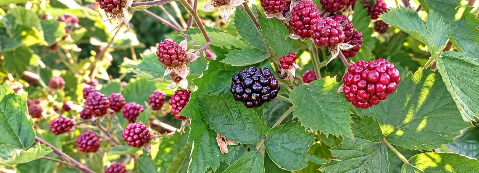 Brombeeren am Strauch, rot und reif schwarz, im Sonnenlicht.