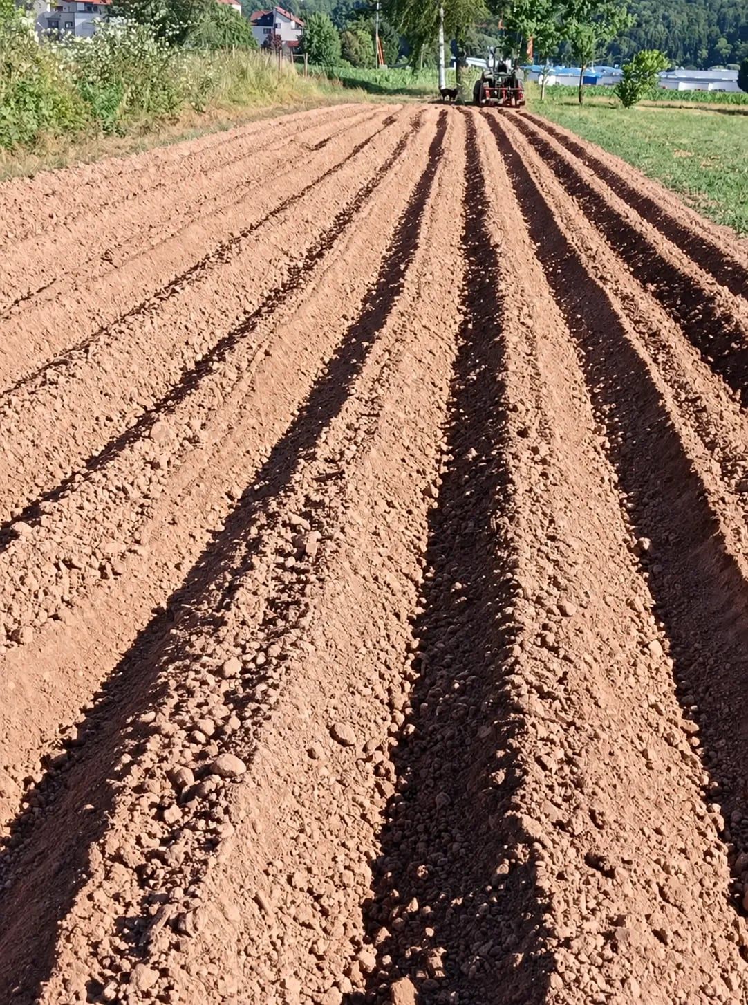 Frisch gezogene Pflanzreihen auf dem Feld in Steinen, hinten der Traktor.