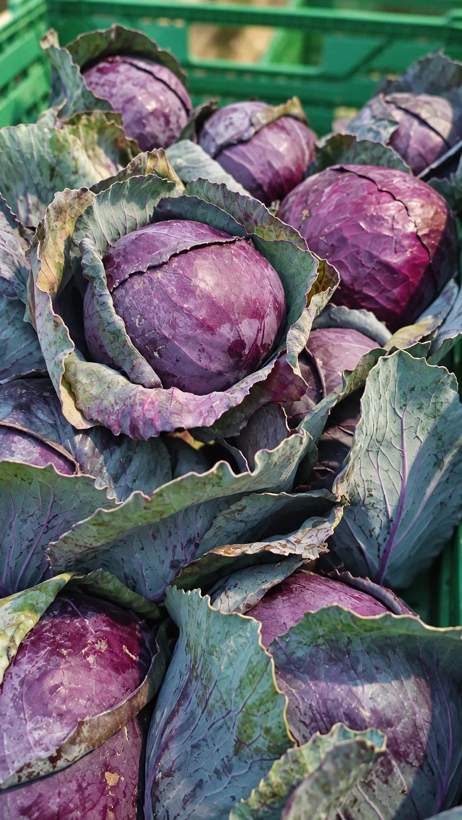 Rotkohlköpfe mit violetten Außenblättern in grünen Kisten.